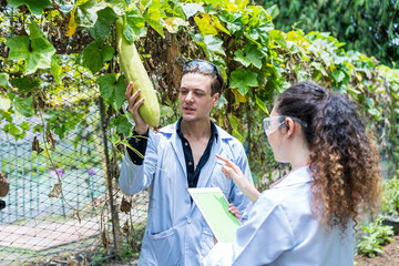 Scientists are looking at the yields of organic farming. Scientist collecting hydroponic vegetables sample for analysis.