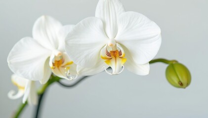 Delicate white orchid blossom against pure white backdrop, summer, natural