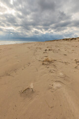 Sand dunes with sparse grass on the coast of Sandhammaren, Sweden.
