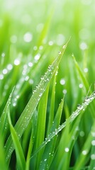 Fototapeta premium Close up of vibrant green grass blades adorned with glistening water droplets in soft light