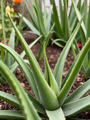 Obraz premium aloe vera in garden being cut