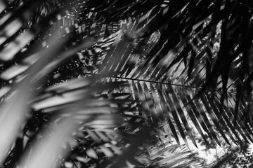 Brazilian Wilderness: Raw & Untamed Brazil, nature, rainforest, jungle, tropical, foliage, green,...
