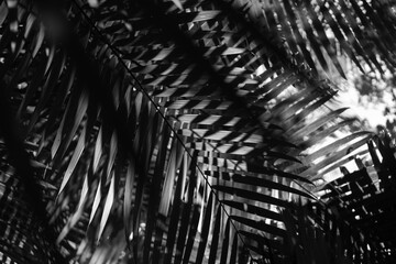 Brazilian Wilderness: Raw & Untamed Brazil, nature, rainforest, jungle, tropical, foliage, green,...