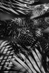 Brazilian Wilderness: Raw & Untamed Brazil, nature, rainforest, jungle, tropical, foliage, green,...