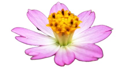 Single Purple Cosmos Caudatus Flower on White  Isolated Floral Element for Graphic Design and Illustrations