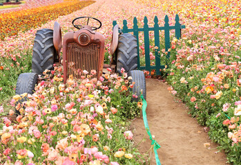 tractor in flower field 