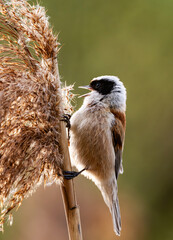 Little Bird Remiz Sits On A Reed