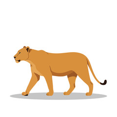 Flat vector illustration of a walking lioness