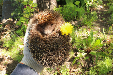 A hedgehog lies on a hand. On the hedgehog's spines there is a yellow dandelion flower.