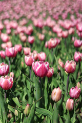 Obraz premium Field of pink tulips. Floral spring background. Glade of bright pink flowers. Tulip flowers among green leaves. Landscape. Nature background