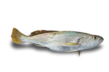 fresh fish  isolated on white background. This has clipping path.