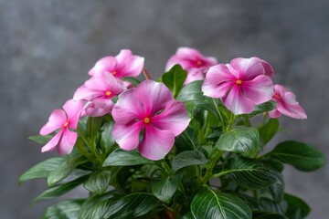 Pink Periwinkle Flower with Green Leaves