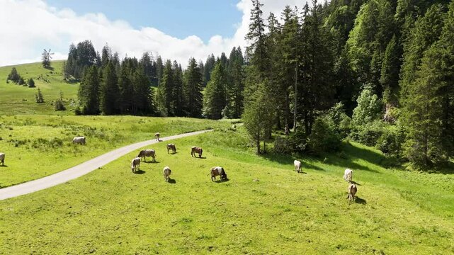 9 juli 2024, Wildhaus, Switzerland. Drone flight above alpine meadow with cows. mountain trail. Some alpine cows are grazing in the grass. Tranquil, peaceful scenery with alpine cows. Alpstein mountai
