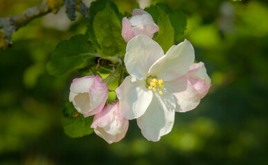 Details of beautiful white and pink apple blossoms