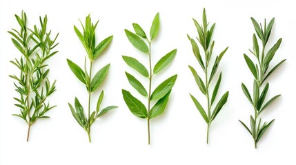 Fototapeta premium Set of fresh lavender sprigs with green leaves on white background.