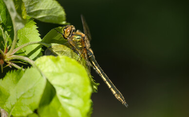 Beautiful dragonfly in the sun, close up