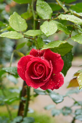 close-up of vibrant red rose with water droplets in the garden, symbol of love and affection, beautiful blooming blossom in soft focus with copy space