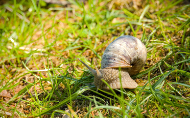 Edible snail crawling on the grass in the garden. Close-up