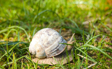 Edible snail crawling on the grass in the garden. Close-up