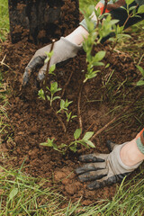 Landscaping of the territory. Caring for the environment. Planting plants. work in the garden. Tree transplant.  Plant cultivation.