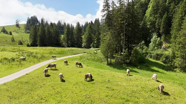 9 juli 2024, Wildhaus, Switzerland. Drone flight above alpine meadow with cows. mountain trail. Some alpine cows are grazing in the grass. Tranquil, peaceful scenery with alpine cows. Alpstein mountai