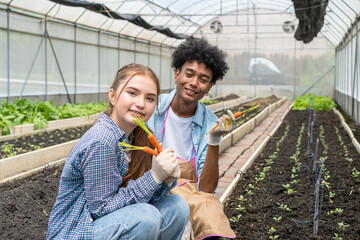 Young men and women digging baby carrots in an organic farmland.