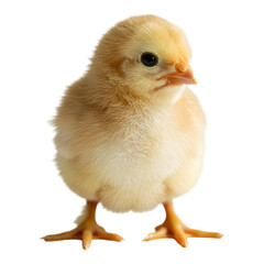 Obraz premium Adorable Yellow Chick Facing Forward