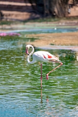 Greater Flamingo Standing on One Leg in Calm Water
