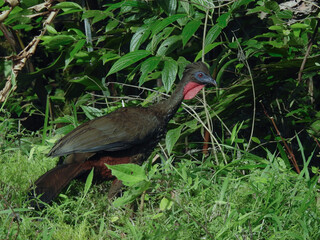 Crested Guan 