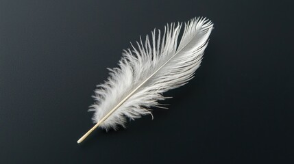 Obraz premium Close-up view of a single, delicate feather.