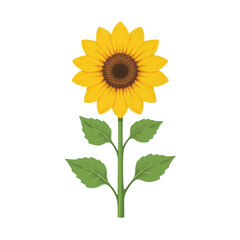 Sunflower clip art on transparent background 
