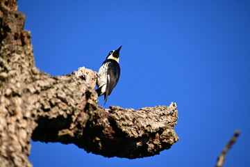 bird on a branch