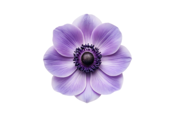 A beautiful anemone flower with delicate lavender petals against a neutral background