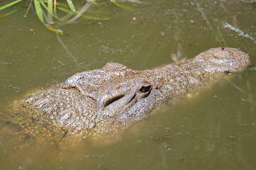 Crocodile Eye Above Water Surface