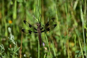 dragonfly on grass