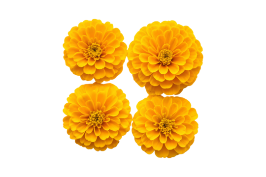Four golden yellow Zinnia flower heads arranged in a square pattern
