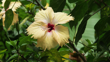 Closeup of beautiful hibiscus flower with white petals