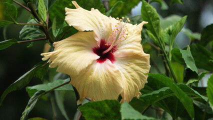 Closeup of beautiful hibiscus flower with white petals