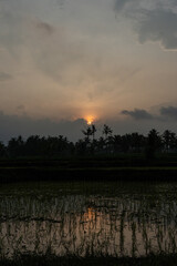 Atardecer en campo de arroz con palmeras, Java, Indonesia