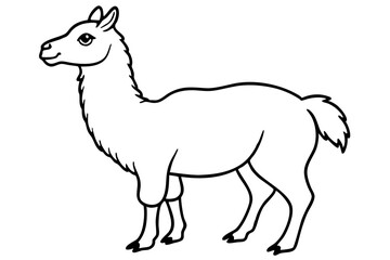 vector illustration of a llama