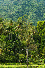 Palmeras en la montaña, Bali, Indonesia
