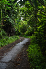 Fototapeta premium Camino en el bosque con árboles y palmeras, Bali, Indonesia