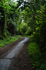 Camino en el bosque con árboles y palmeras, Bali, Indonesia
