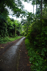 Camino en el bosque con árboles y palmeras, Bali, Indonesia