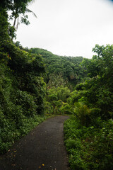 Camino en el bosque con árboles y palmeras, Bali, Indonesia
