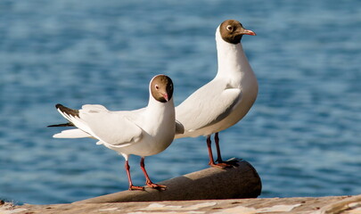 seagull on the beach