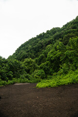 Camino en el bosque con árboles y palmeras, Bali, Indonesia