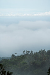 Niebla en la selva cerca de la costa, palmeras en la montaña, Bali