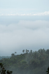 Niebla en la selva cerca de la costa, palmeras en la monta&ntilde;a, Bali