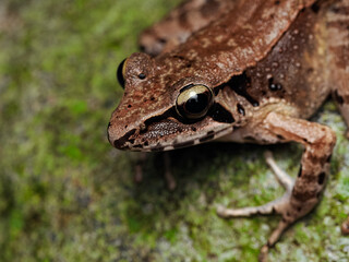 Wijayarana Javan frog close up with details 